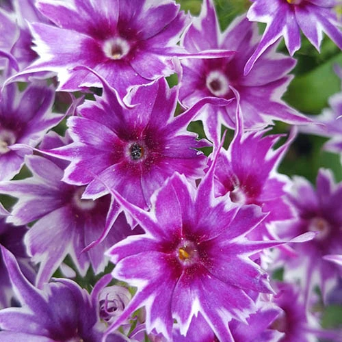 Phlox 'Popstars' Mix 5 Phlox 'Popstars' Mix - Image 3