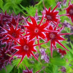 Phlox 'Popstars' Mix 13 Phlox 'Popstars' Mix -OWL Plant Shop 400548 3