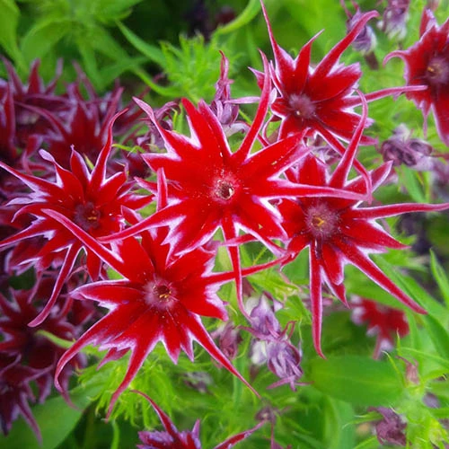 Phlox 'Popstars' Mix 6 Phlox 'Popstars' Mix - Image 4