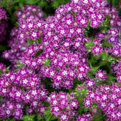 Phlox 'Popstars' Mix 14 Phlox 'Popstars' Mix -OWL Plant Shop 400548 4