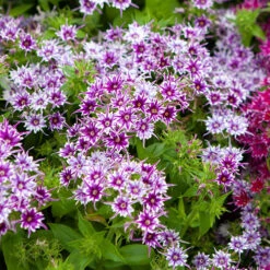 Phlox 'Popstars' Mix 15 Phlox 'Popstars' Mix -OWL Plant Shop 400548 5