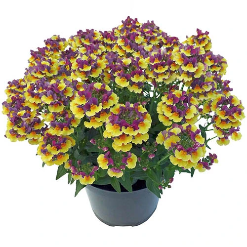 Nemesia Rhubarb And Custard 4 Nemesia Rhubarb And Custard - Image 2