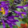 Salvia 'Amistad' 1 Salvia 'Amistad' -OWL Plant Shop 400667