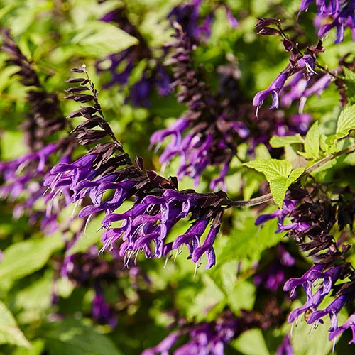 Salvia 'Amistad' 5 Salvia 'Amistad' - Image 3