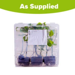 Salvia 'Amistad' 13 Salvia 'Amistad' -OWL Plant Shop 400667 5