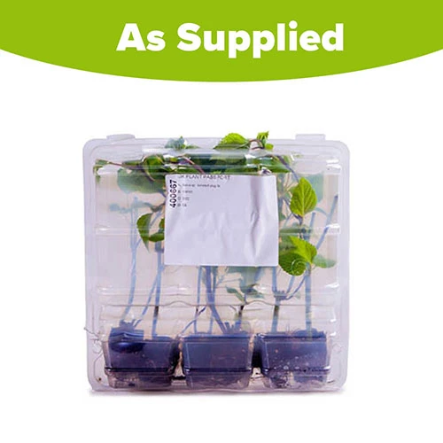 Salvia 'Amistad' 8 Salvia 'Amistad' - Image 6