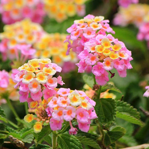 Lantana Evita Rose 3 Lantana Evita Rose