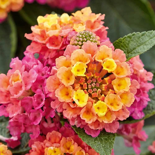 Lantana Evita Rose 4 Lantana Evita Rose - Image 2
