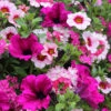 'Eton Mess' Bedding Mix 2 'Eton Mess' Bedding Mix -OWL Plant Shop 400759