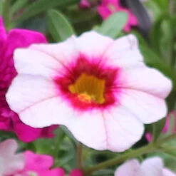 'Eton Mess' Bedding Mix 10 'Eton Mess' Bedding Mix -OWL Plant Shop 400759 2