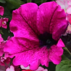 'Eton Mess' Bedding Mix 11 'Eton Mess' Bedding Mix -OWL Plant Shop 400759 3