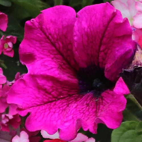 'Eton Mess' Bedding Mix 6 'Eton Mess' Bedding Mix - Image 4