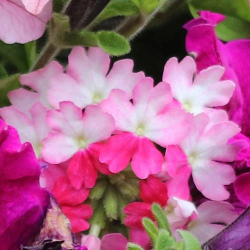 'Eton Mess' Bedding Mix 7 'Eton Mess' Bedding Mix - Image 5