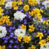 'Sherbet Lemon' Bedding Mix 1 'Sherbet Lemon' Bedding Mix -OWL Plant Shop 400762