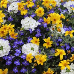 'Sherbet Lemon' Bedding Mix