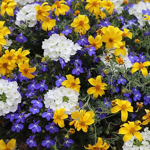 'Sherbet Lemon' Bedding Mix 3 'Sherbet Lemon' Bedding Mix