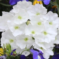 'Sherbet Lemon' Bedding Mix 10 'Sherbet Lemon' Bedding Mix -OWL Plant Shop 400762 2