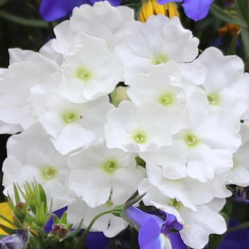 'Sherbet Lemon' Bedding Mix 5 'Sherbet Lemon' Bedding Mix - Image 3