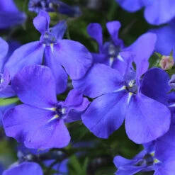 'Sherbet Lemon' Bedding Mix 11 'Sherbet Lemon' Bedding Mix -OWL Plant Shop 400762 3