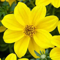 'Sherbet Lemon' Bedding Mix 12 'Sherbet Lemon' Bedding Mix -OWL Plant Shop 400762 4