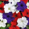 'Patriotic Petunia' Bedding Mix 1 'Patriotic Petunia' Bedding Mix -OWL Plant Shop 400763