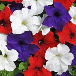 'Patriotic Petunia' Bedding Mix