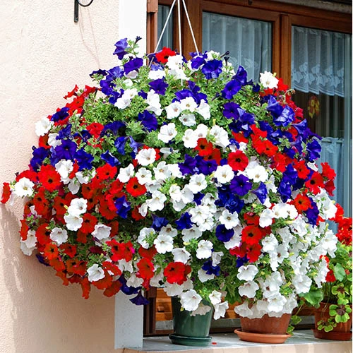 'Patriotic Petunia' Bedding Mix 4 'Patriotic Petunia' Bedding Mix - Image 2