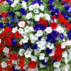 'Patriotic Petunia' Bedding Mix 11 'Patriotic Petunia' Bedding Mix -OWL Plant Shop 400763 2