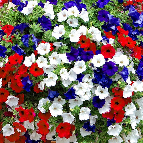 'Patriotic Petunia' Bedding Mix 5 'Patriotic Petunia' Bedding Mix - Image 3