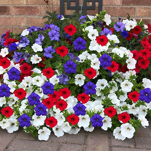 'Patriotic Petunia' Bedding Mix 6 'Patriotic Petunia' Bedding Mix - Image 4