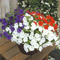 'Patriotic Petunia' Bedding Mix 13 'Patriotic Petunia' Bedding Mix -OWL Plant Shop 400763 4
