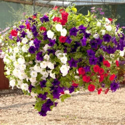 'Patriotic Petunia' Bedding Mix 14 'Patriotic Petunia' Bedding Mix -OWL Plant Shop 400763 5