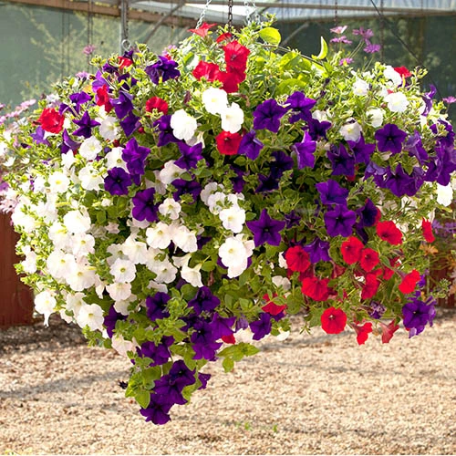 'Patriotic Petunia' Bedding Mix 8 'Patriotic Petunia' Bedding Mix - Image 6