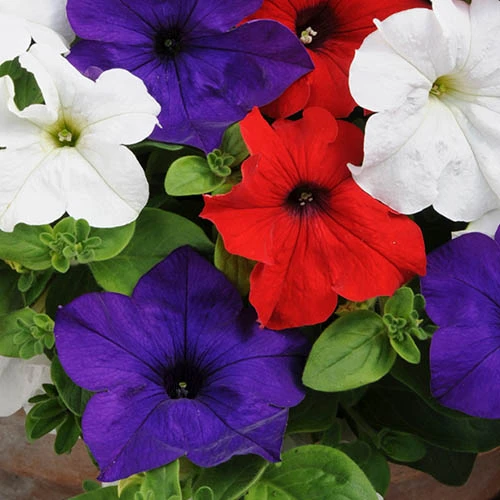 'Patriotic Petunia' Bedding Mix 9 'Patriotic Petunia' Bedding Mix - Image 7