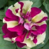 Tumbelina Petunia 'Crazy Ripple' 2 Tumbelina Petunia 'Crazy Ripple' -OWL Plant Shop 400768
