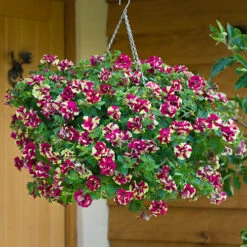 Best Seller -OWL Plant Shop 400768 1