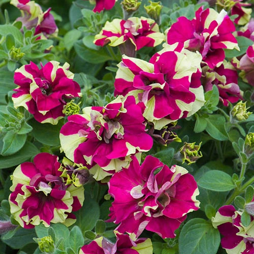 Tumbelina Petunia 'Crazy Ripple' 5 Tumbelina Petunia 'Crazy Ripple' - Image 3