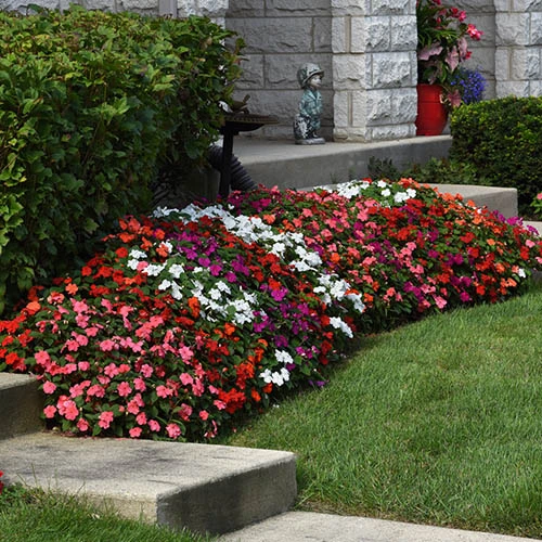 Busy Lizzie 'Beacon' 5 Busy Lizzie 'Beacon' - Image 3