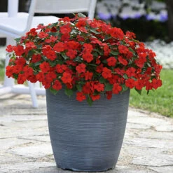 Busy Lizzie 'Beacon' 14 Busy Lizzie 'Beacon' -OWL Plant Shop 400804 3