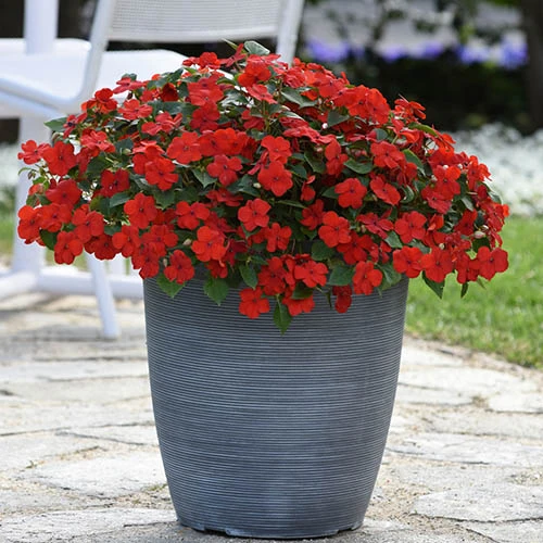 Busy Lizzie 'Beacon' 6 Busy Lizzie 'Beacon' - Image 4