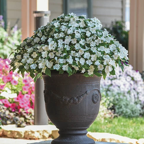 Busy Lizzie 'Beacon' 8 Busy Lizzie 'Beacon' - Image 6