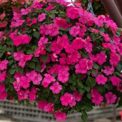 Busy Lizzie 'Beacon' 17 Busy Lizzie 'Beacon' -OWL Plant Shop 400804 6