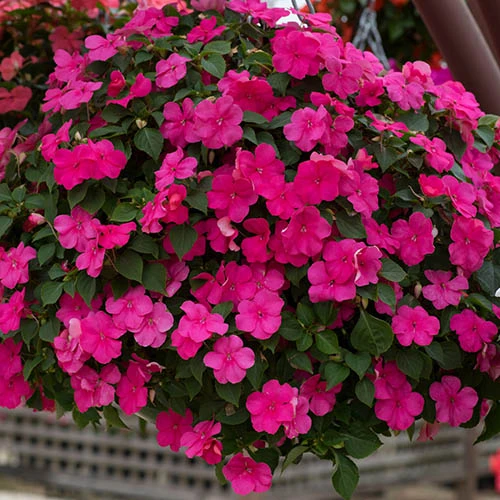 Busy Lizzie 'Beacon' 9 Busy Lizzie 'Beacon' - Image 7