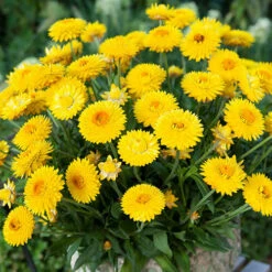 Xerochrysum Granvia Gold - Crispy Touch