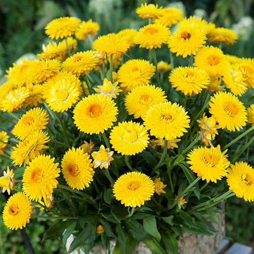 Xerochrysum Granvia Gold - Crispy Touch 3 Xerochrysum Granvia Gold - Crispy Touch