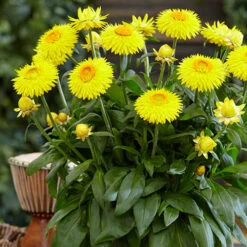 Xerochrysum Granvia Gold - Crispy Touch 8 Xerochrysum Granvia Gold - Crispy Touch -OWL Plant Shop 400841 2