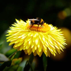 Xerochrysum Granvia Gold - Crispy Touch 9 Xerochrysum Granvia Gold - Crispy Touch -OWL Plant Shop 400841 3