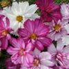 Cosmos 'Razzmatazz' Mix 2 Cosmos 'Razzmatazz' Mix -OWL Plant Shop 400874