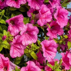 Surfinia Petunia Collection 14 Surfinia Petunia Collection -OWL Plant Shop 400881 3