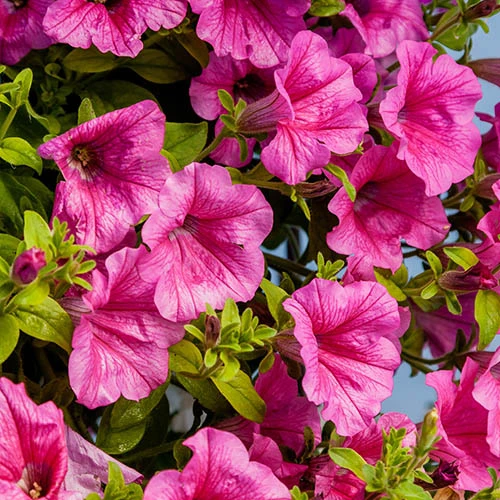 Surfinia Petunia Collection 6 Surfinia Petunia Collection - Image 4